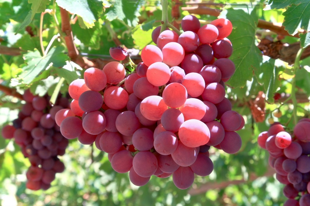 Vietnam grows as key importer of Australian grapes IDJ Group